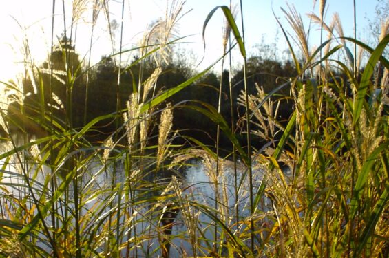 Meadow Garden